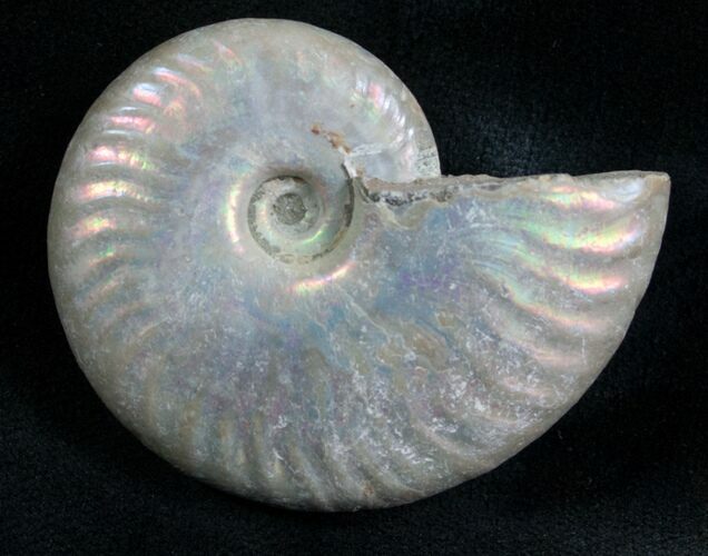 Silver Iridescent Ammonite - Madagascar #7788